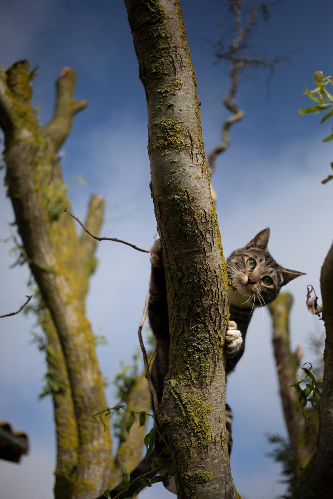 Le Chat Blanc Versols-et-Lapeyre Bagian luar foto