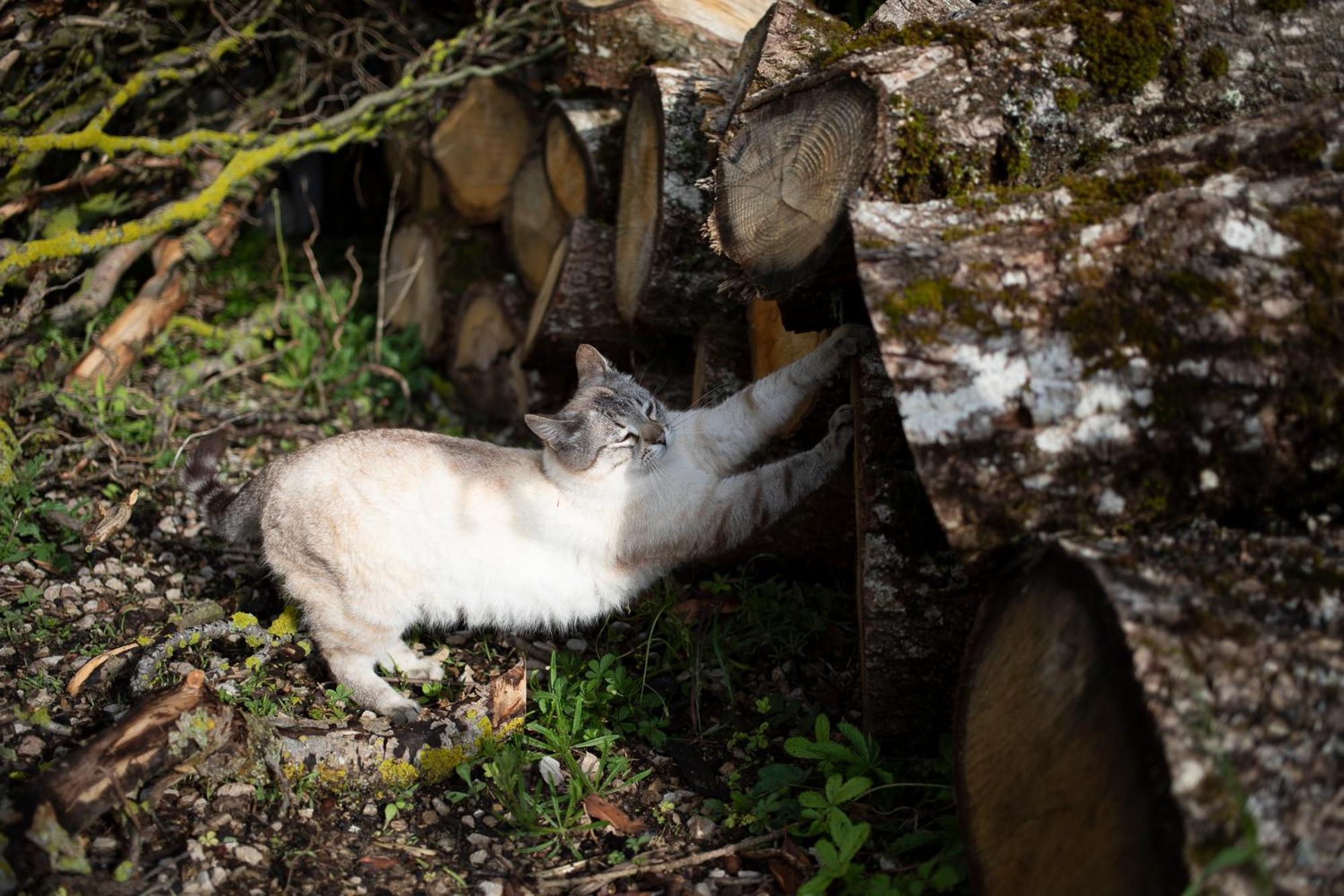 Le Chat Blanc Versols-et-Lapeyre Bagian luar foto