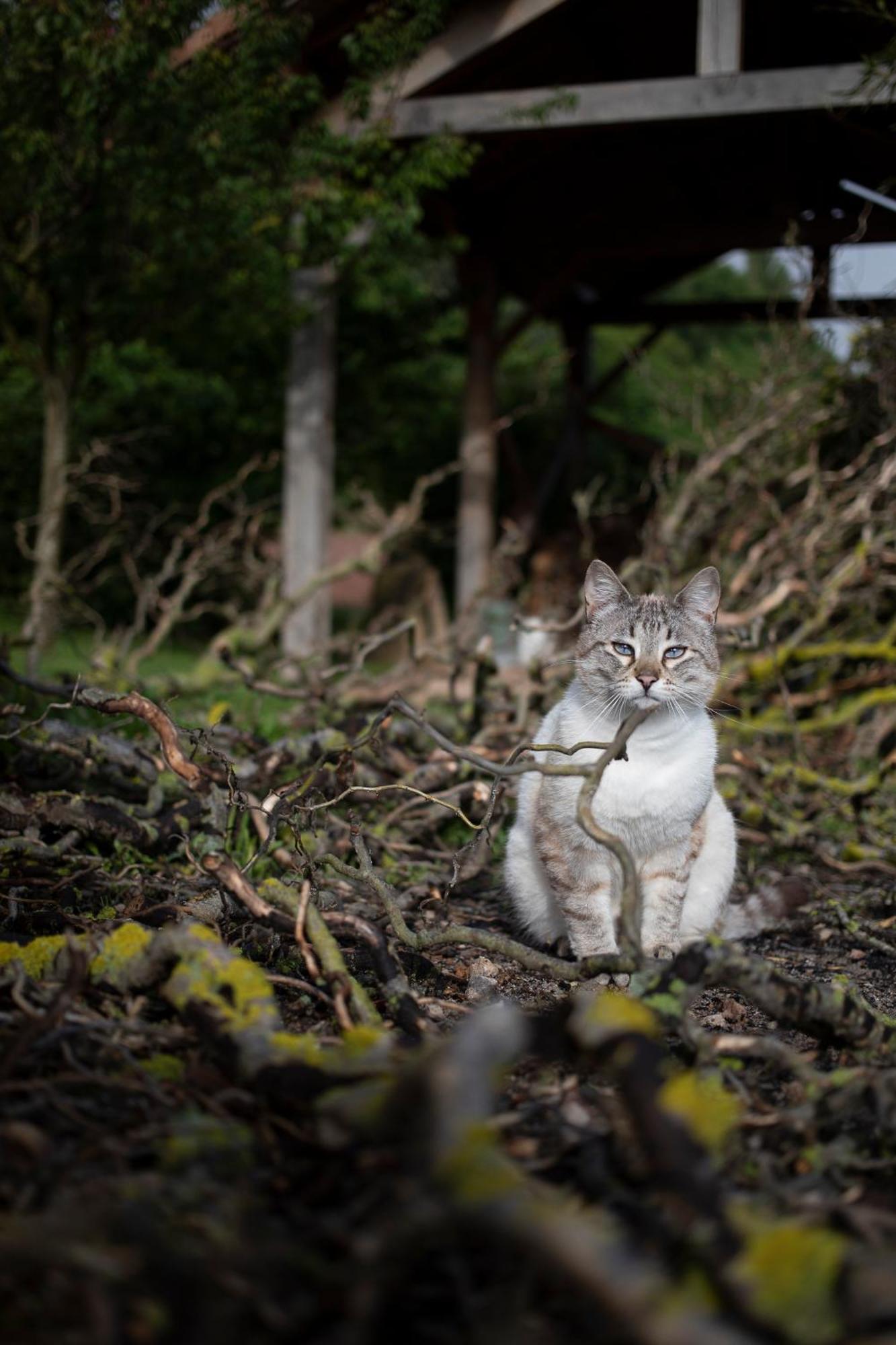 Le Chat Blanc Versols-et-Lapeyre Bagian luar foto