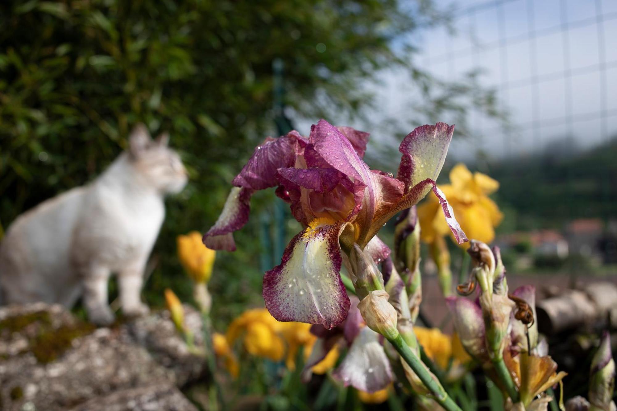 Le Chat Blanc Versols-et-Lapeyre Bagian luar foto