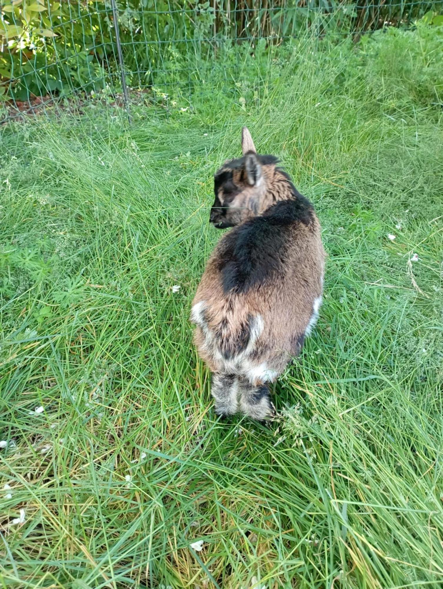 Le Chat Blanc Versols-et-Lapeyre Bagian luar foto